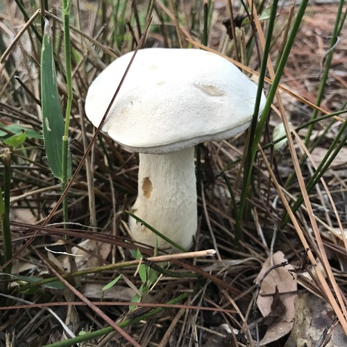 Tylopilus rhoadsiae (Murrill) Murrill