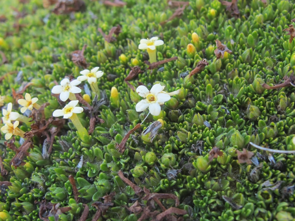 Forget-me-nots (Genus Myosotis) · iNaturalist