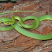 Culebra Verde Rugosa - Photo (c) Jake Scott, todos los derechos reservados, subido por Jake Scott