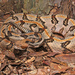 Timber Rattlesnake - Photo (c) Jake Scott, all rights reserved, uploaded by Jake Scott