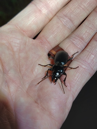 iNaturalist observation photo of Pterostichus lama