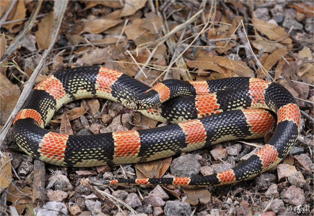 Long-nosed snake