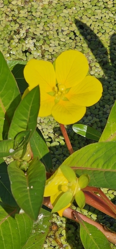 floating primrose-willow