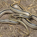 Texas Patch-nosed Snake - Photo (c) Jake Scott, all rights reserved, uploaded by Jake Scott