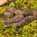 Common Watersnake - Photo (c) Jake Scott, all rights reserved, uploaded by Jake Scott