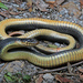 Plain-bellied Watersnake - Photo (c) Jake Scott, all rights reserved, uploaded by Jake Scott