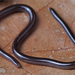 Indotyphlops braminus - Photo (c) Jake Scott, כל הזכויות שמורות, הועלה על ידי Jake Scott