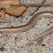 Florida Sand Skink - Photo (c) Jake Scott, all rights reserved, uploaded by Jake Scott