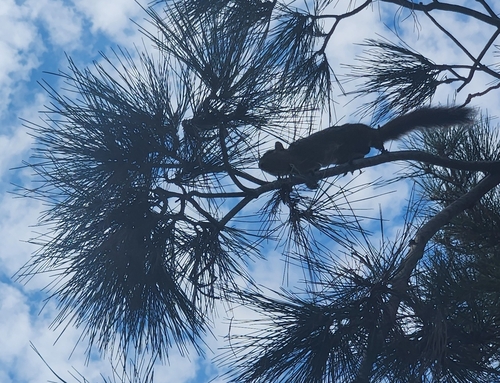 iNaturalist observation photo of Tree Squirrels