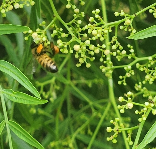 iNaturalist observation photo of Western Honey Bee