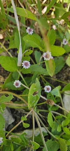 lanceleaf frogfruit