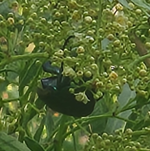 iNaturalist observation photo of Figeater Beetle