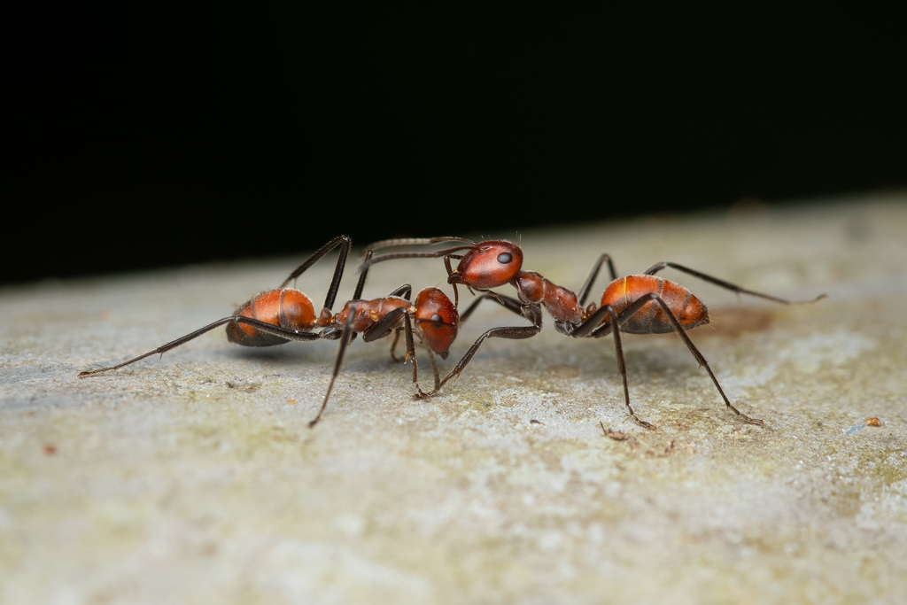 Camponotin Ants from Hin Tok, Ron Phibun District, Nakhon Si Thammarat ...