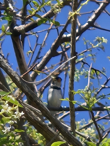 White-throated Seedeater