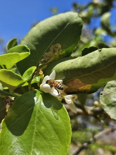 Western Honey Bee