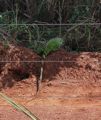 Green Iguana