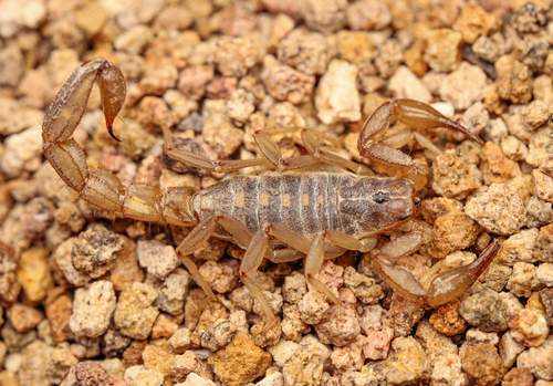 Lesser Stripetail Scorpion