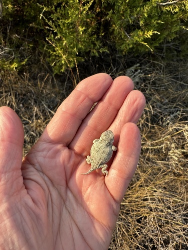 iNaturalist observation 2024-09-07