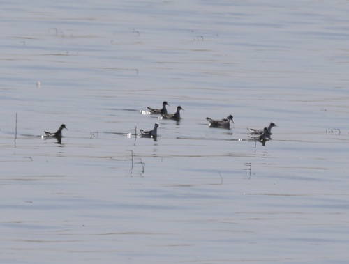 iNaturalist observation photo of Red-necked Phalarope