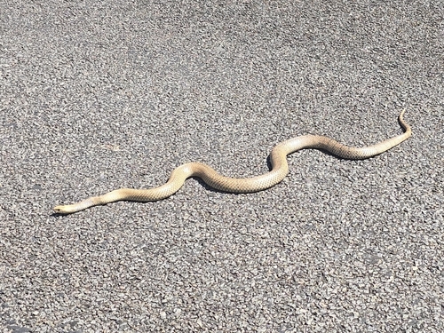 Eastern Brown Snake sighting