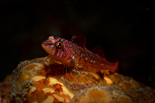 Longfin Sculpin