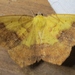 Variable Antepione Moth - Photo (c) John Ratzlaff, all rights reserved, uploaded by John Ratzlaff