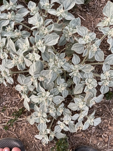 iNaturalist observation photo of turkey mullein