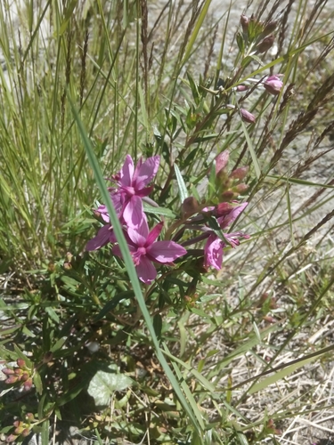 Alpine fireweed (Epilobium fleischeri)