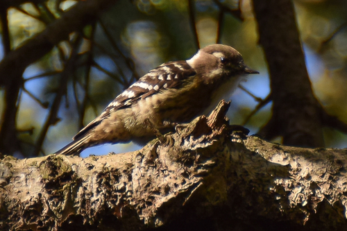 Japanese Pygmy Woodpecker