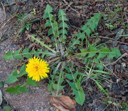 black-toothed dandelion (Taraxacum nigridentatum)