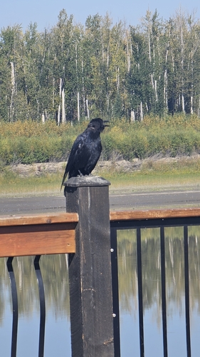 American Crow