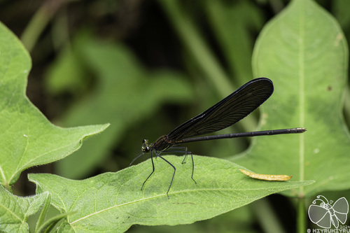 Atrocalopteryx atrata