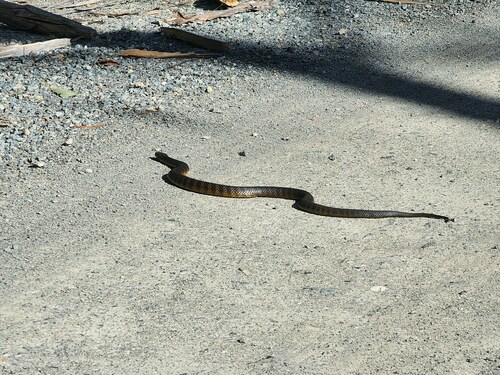 Tiger Snake sighting