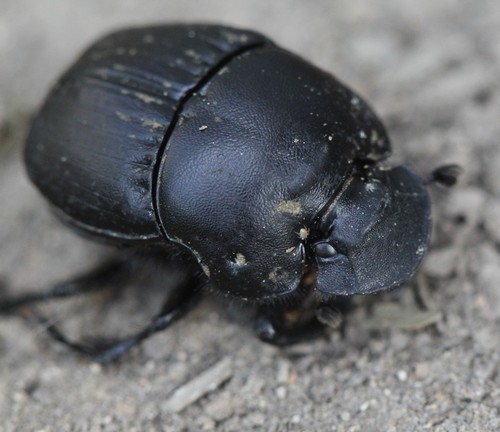 Texas Black Phanaeus (Phanaeus texensis) · iNaturalist