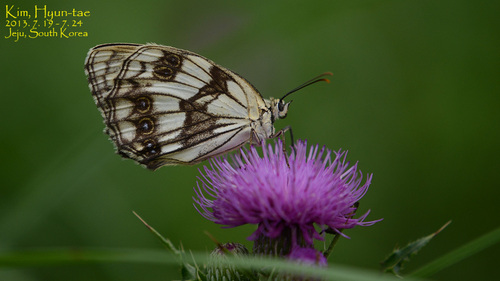 Melanargia halimede