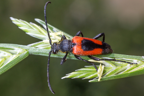 heart longhorn beetle
