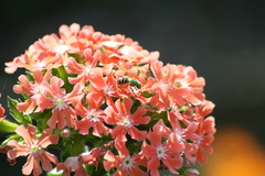 Agapostemon virescens image