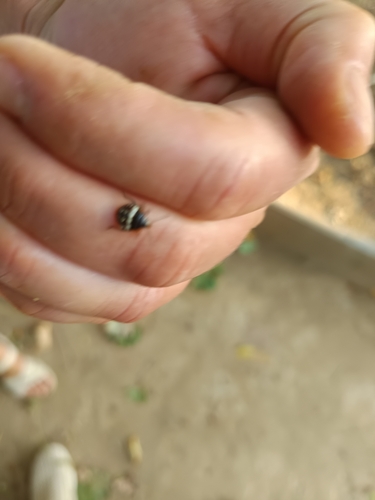 Southern Green Stink Bug