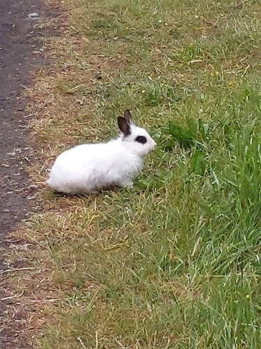 Europski kunić (Oryctolagus cuniculus)