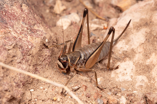 Tinkham's Shieldback