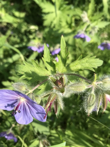 woolly cranesbill
