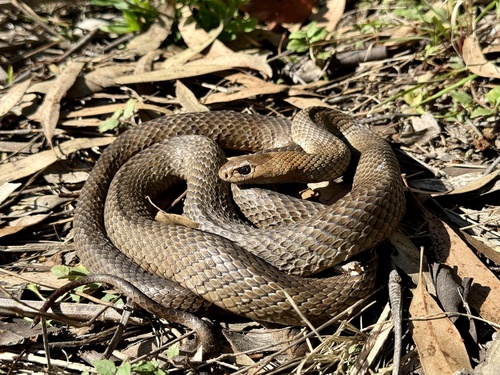 Eastern Brown Snake sighting