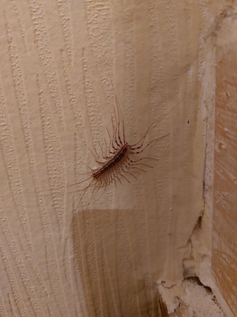 House Centipede from 61000 Saint-Germain-du-Corbeïs, France on ...