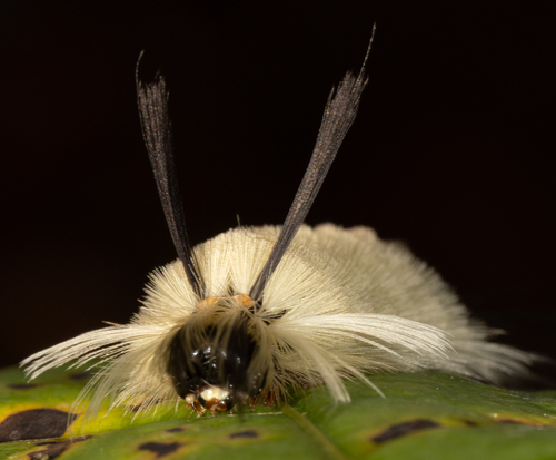 Banded Tussock Moth (Halysidota tessellaris)