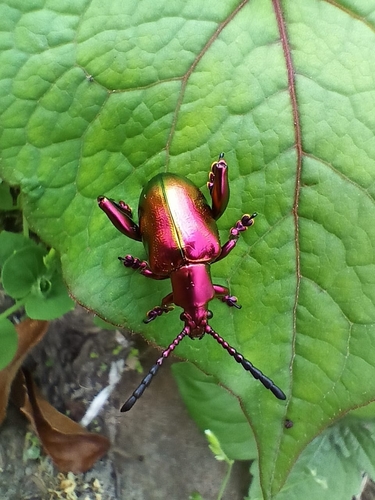 Frog-legged leaf beetle