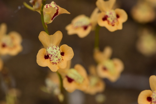 Utricularia fulva F.Muell.