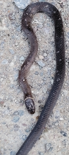 Southern Dwarf Crowned Snake sighting