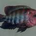 Blackstripe Cichlid - Photo (c) Eduardo P M, all rights reserved, uploaded by Eduardo P M