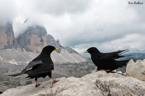 Pyrrhocorax graculus