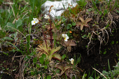 Pinguicula alpina